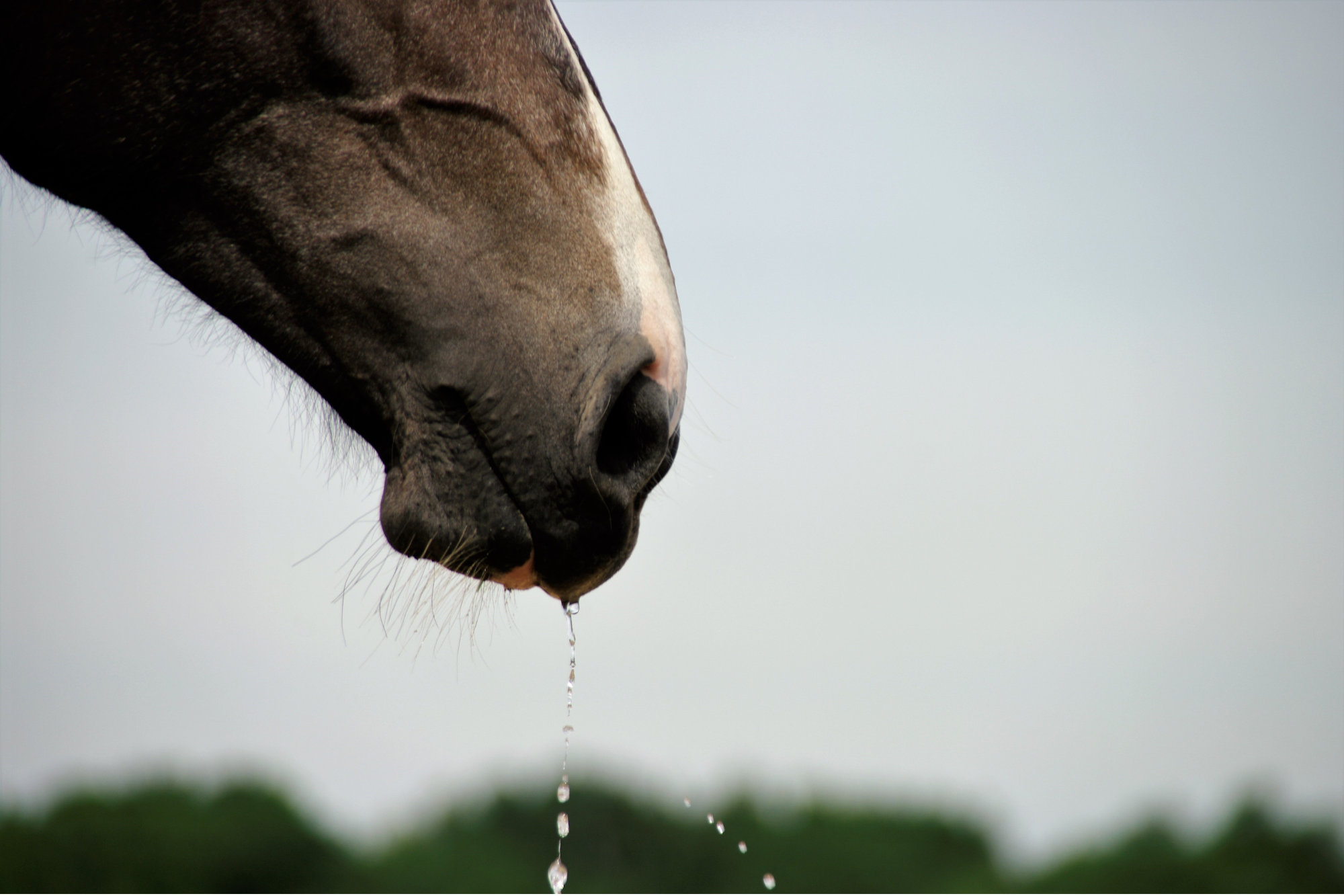 Come reidratare il cavallo sportivo? Guida completa a sudorazione, elettroliti e reidratanti